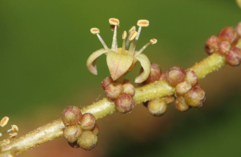 Coromandel-Gummibaum - Indischer Gummibaum , Lannea coromandelica, etnobotanika